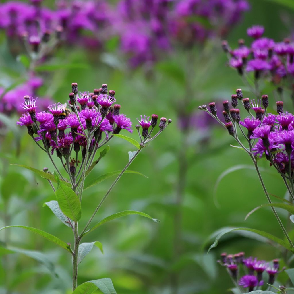 Vernonia crinita - Ijzerkruid