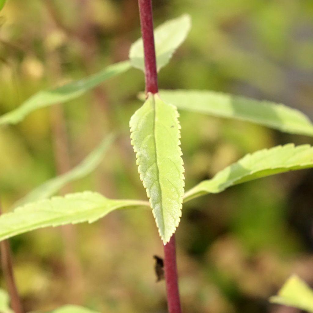 Veronica longifolia First Glory - Lange ereprijs