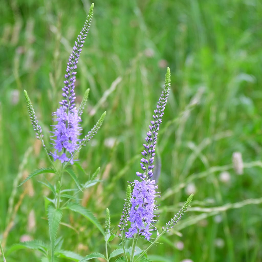 Veronica longifolia Marietta - Lange ereprijs