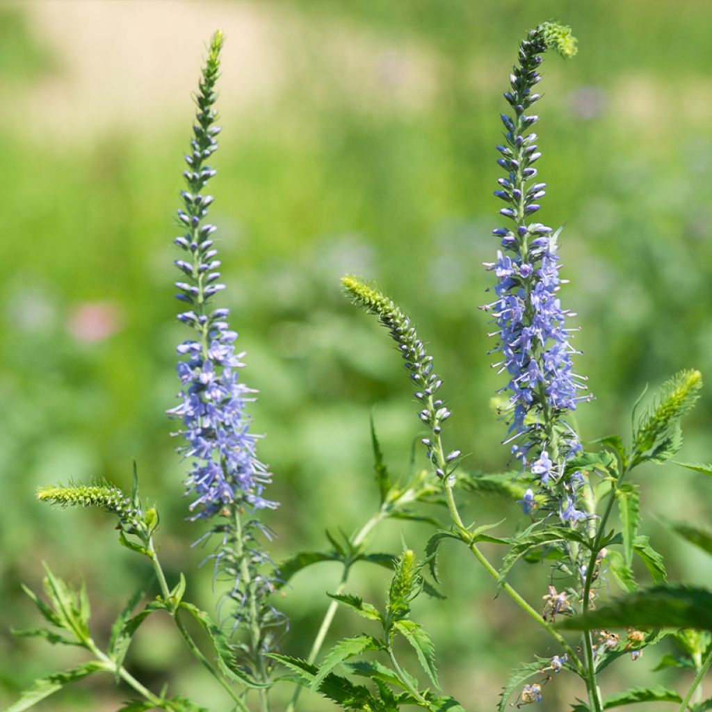 Veronica longifolia Marietta - Lange ereprijs