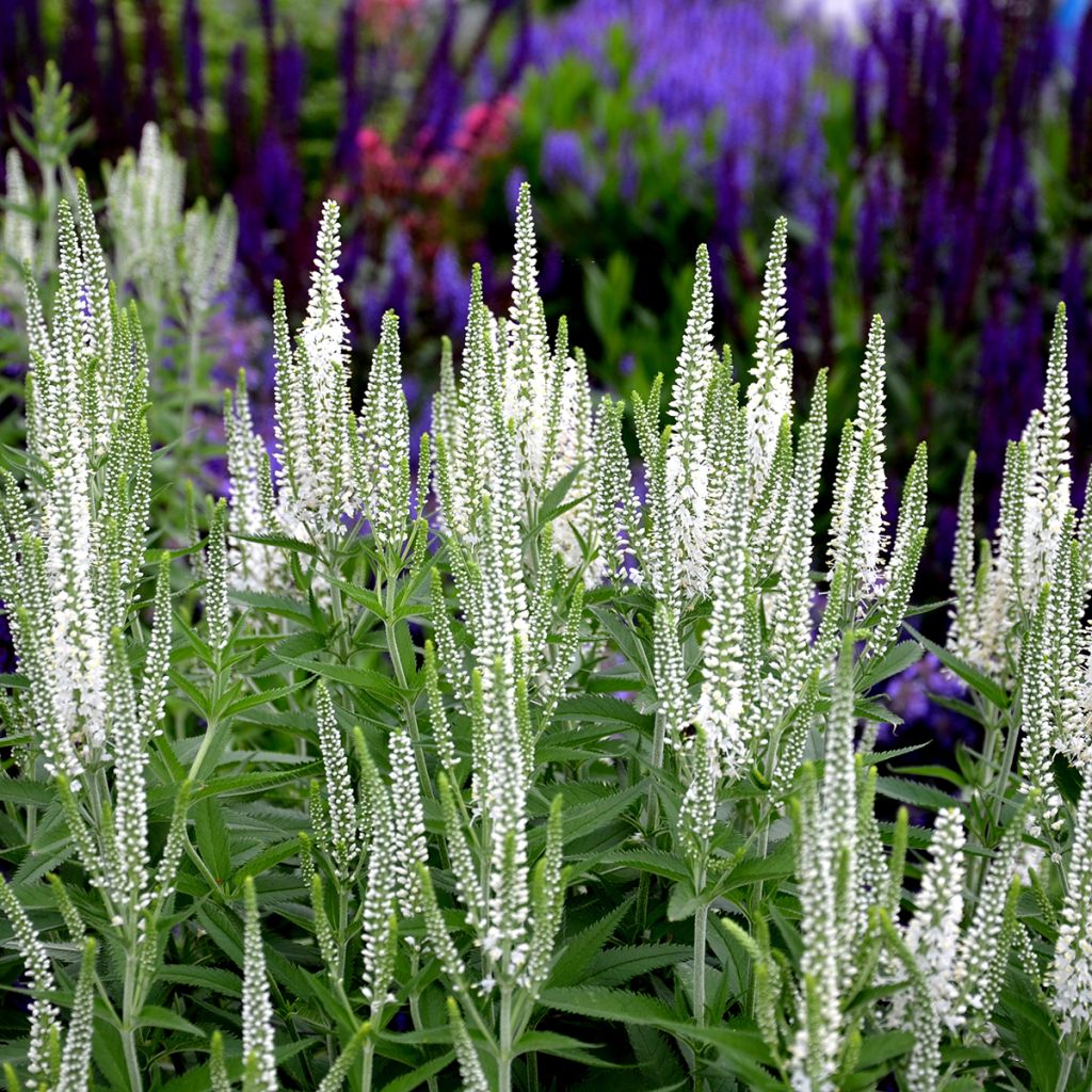 Veronica spicata Alba - Aar-ereprijs