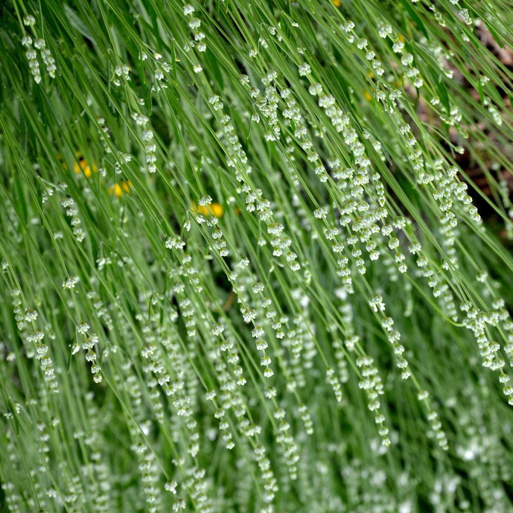 Veronica spicata Alba - Aar-ereprijs
