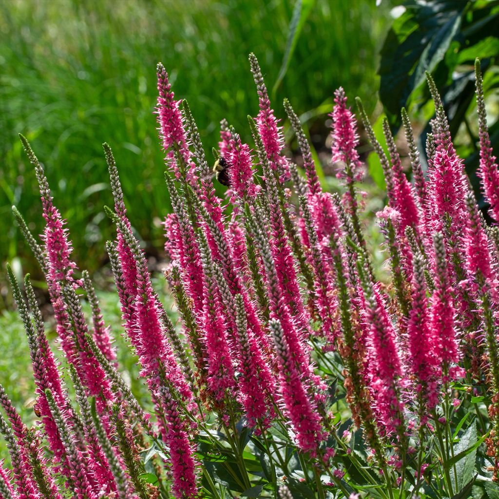 Veronica spicata Younique Baby Red - Aar-ereprijs