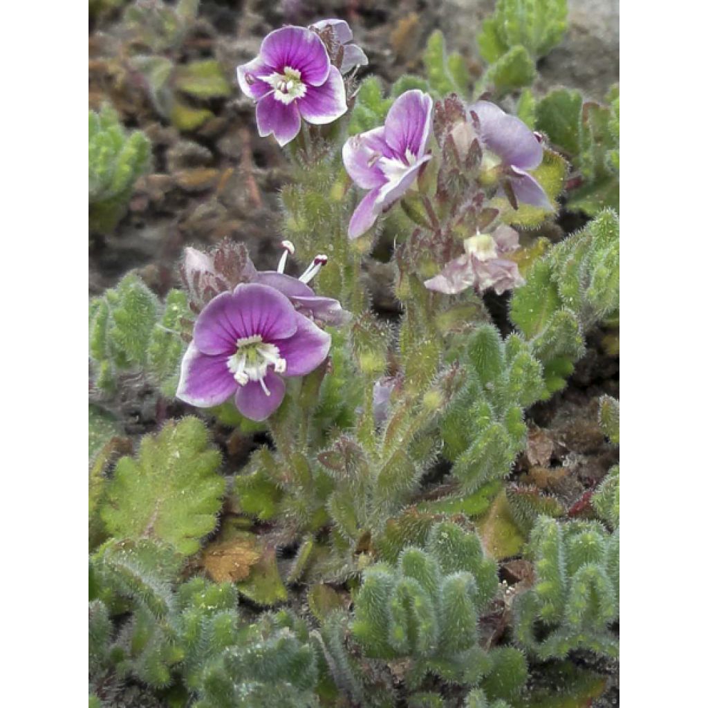 Veronica surculosa - Véronique drageonnante