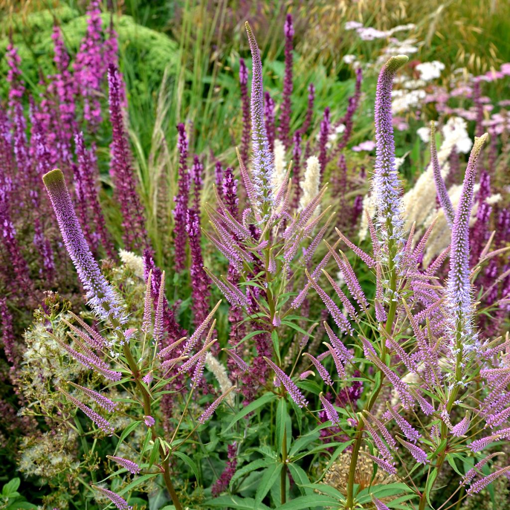 Veronicastrum virginicum Fascination - Virginische ereprijs