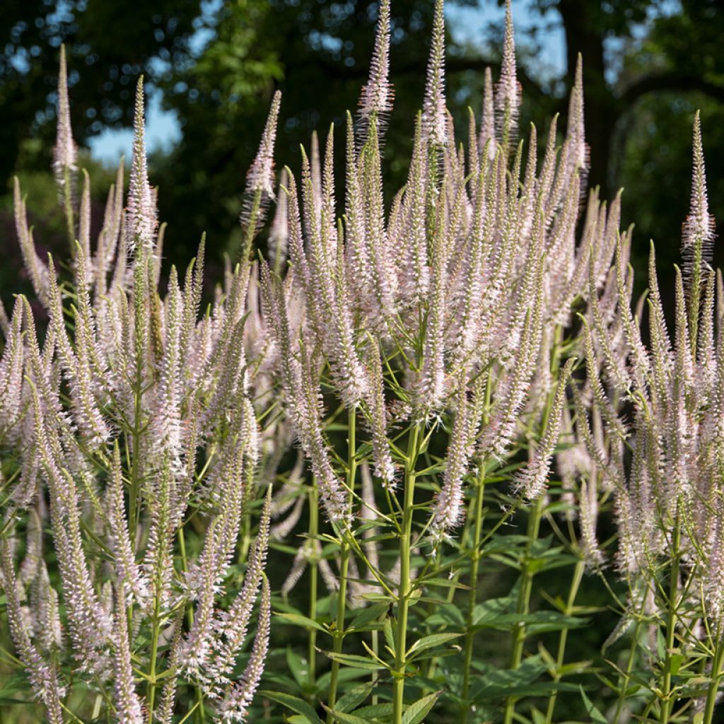 Veronicastrum virginicum Pink Glow - Virginische ereprijs