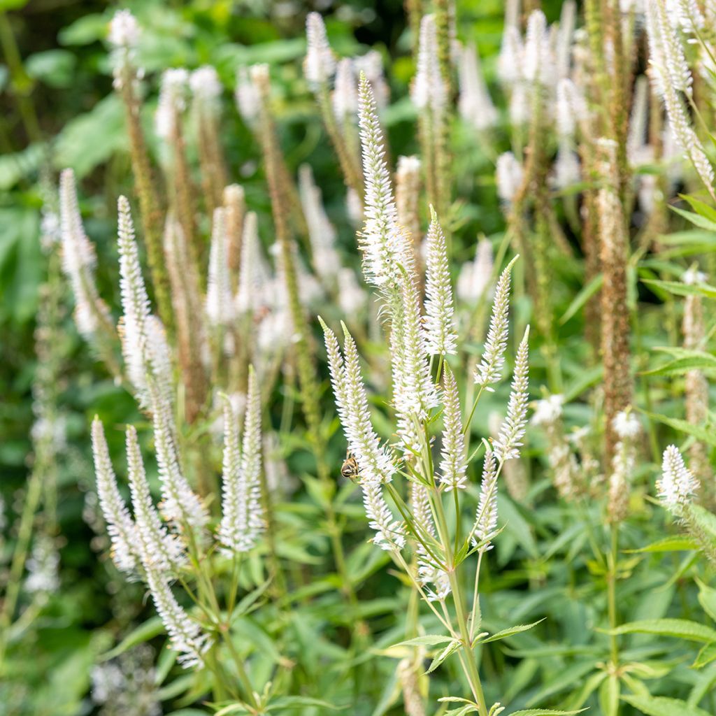 Veronicastrum virginicum var. album - Virginische ereprijs