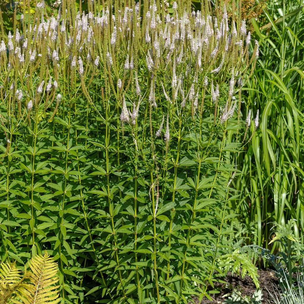 Veronicastrum virginicum var. album - Virginische ereprijs