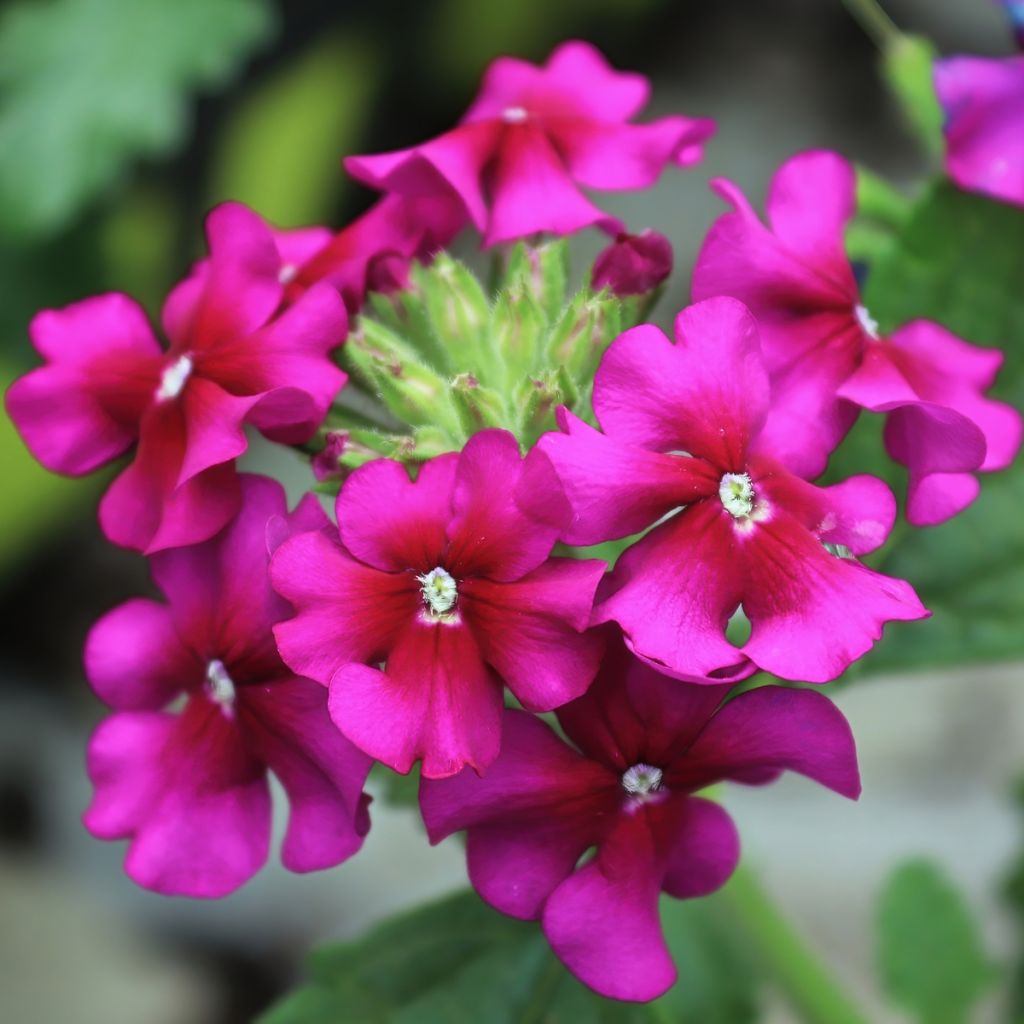 Verbena Endurascape Magenta - Hangverbena