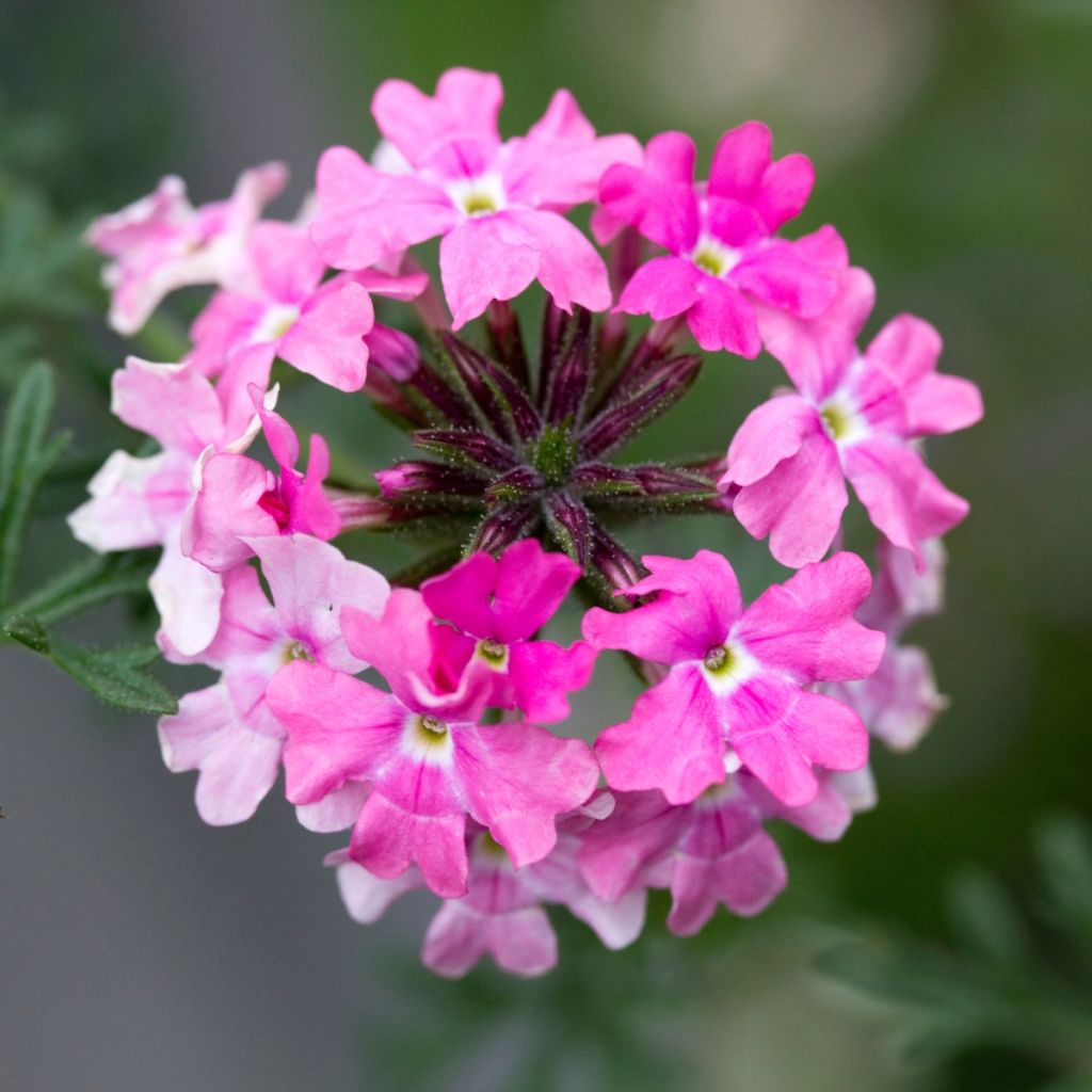 Verbena Endurascape Pink Fizz - Hangverbena