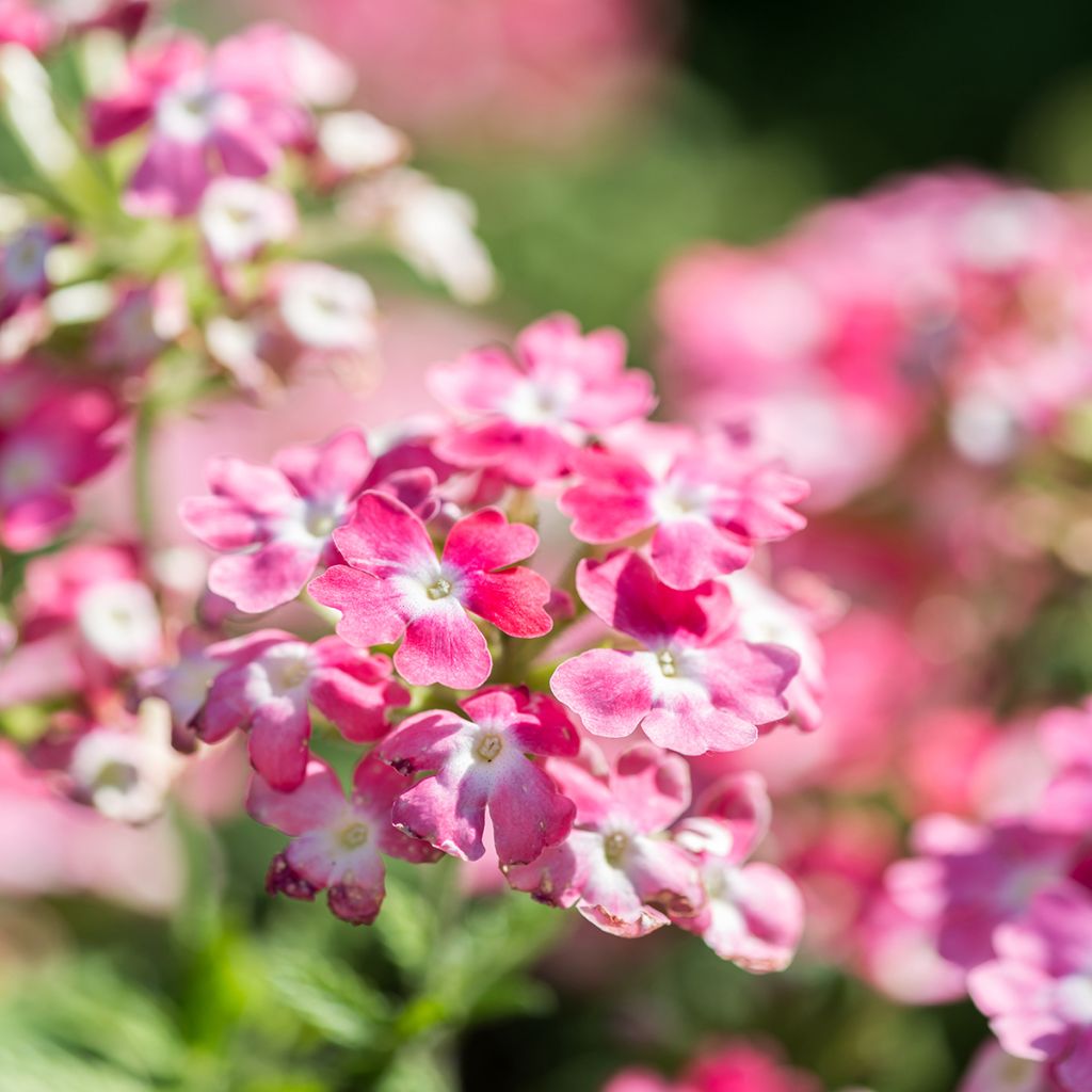 Verbena Endurascape Pink Fizz - Hangverbena