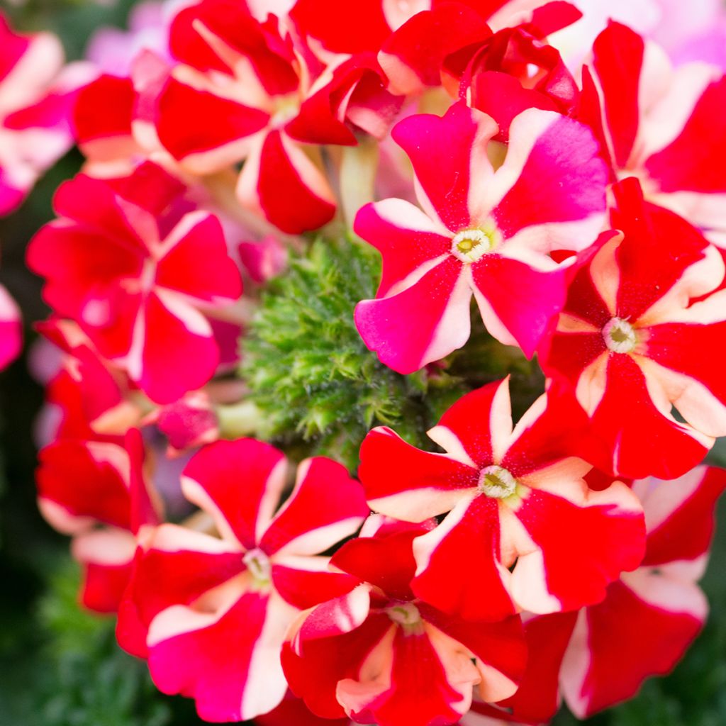 Verbena Firehouse Peppermint (Red Star) - Hangverbena
