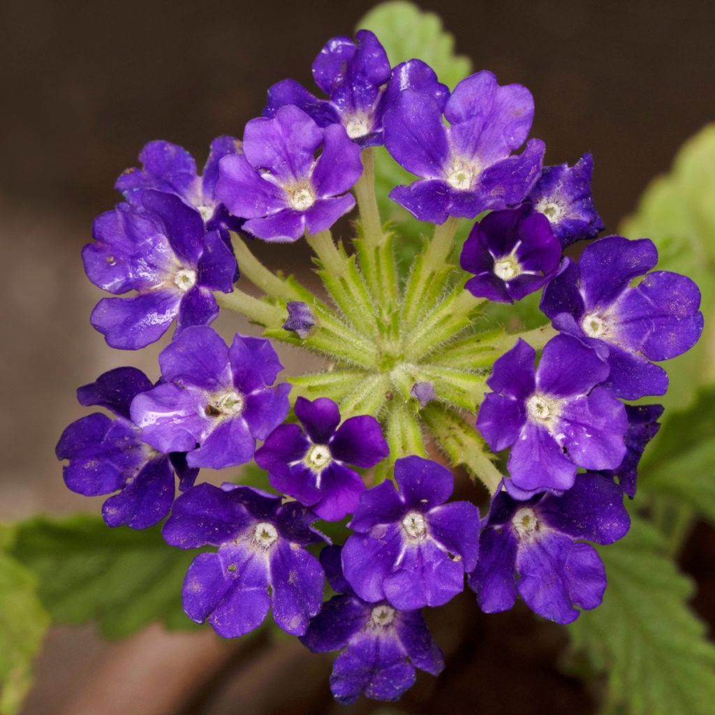 Verbena Vepita Pearl Blue - Hangverbena