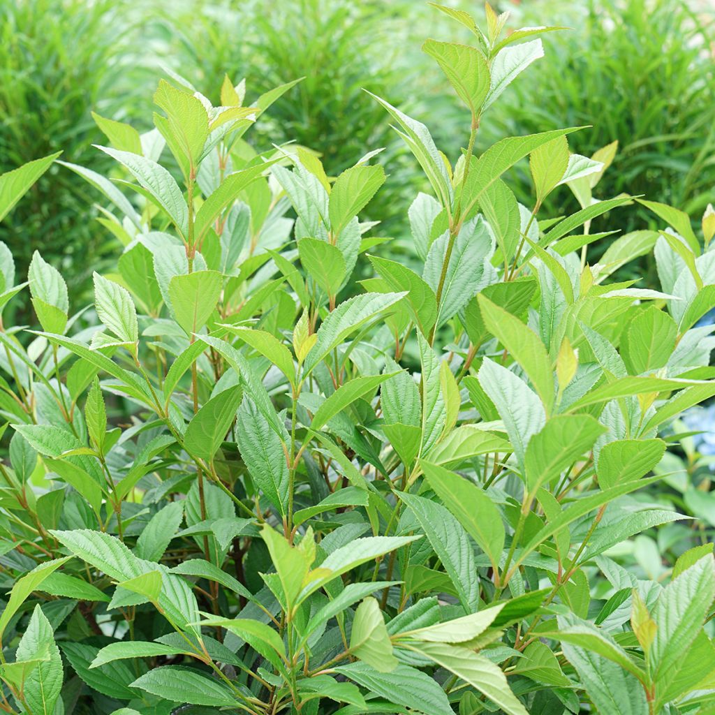 Viburnum Sweet Talker - Wintersneeuwbal