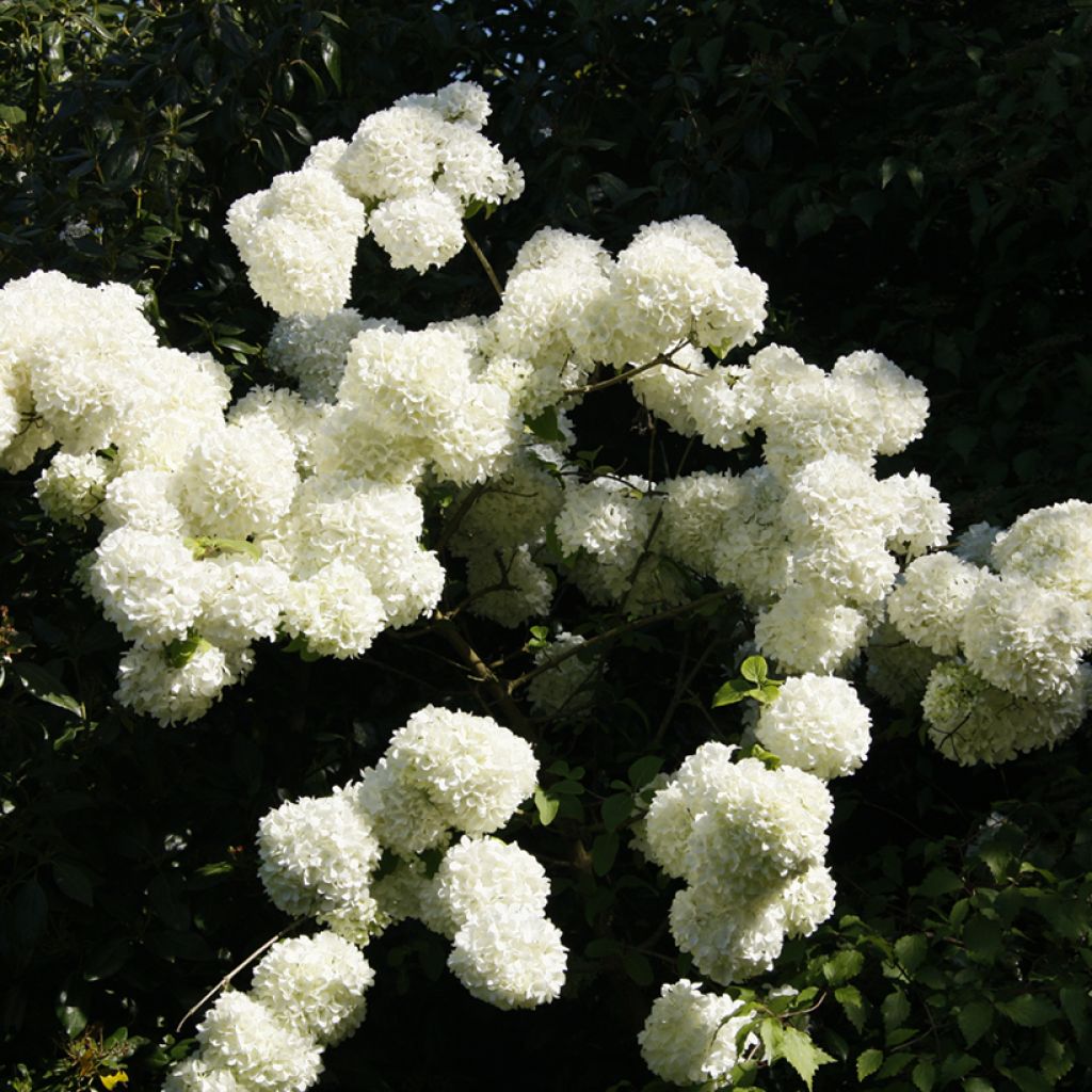 Viburnum macrocephalum - Chinese sneeuwbal