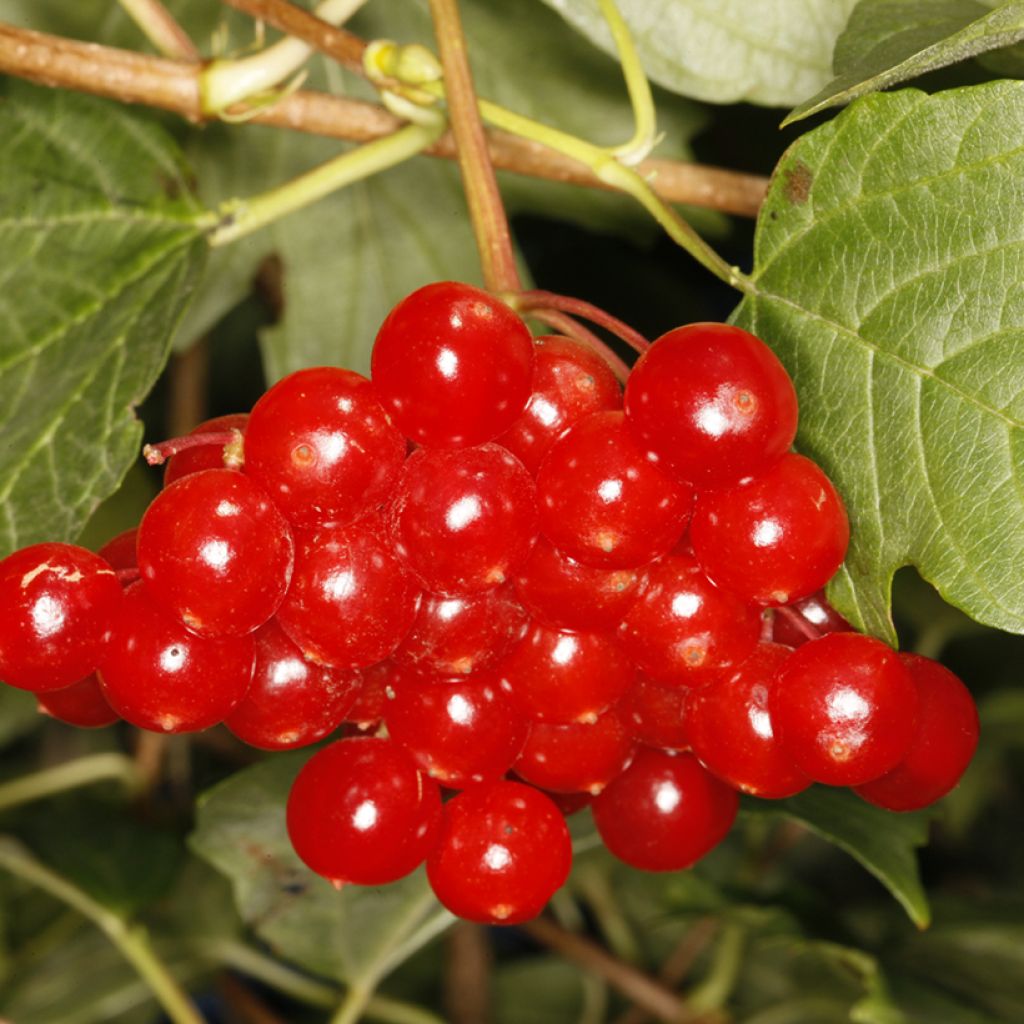 Viburnum opulus Tajożnyje Rubiny - Gelderse roos