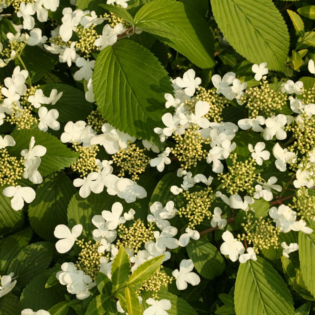Viburnum plicatum St Keverne - Japanse sneeuwbal