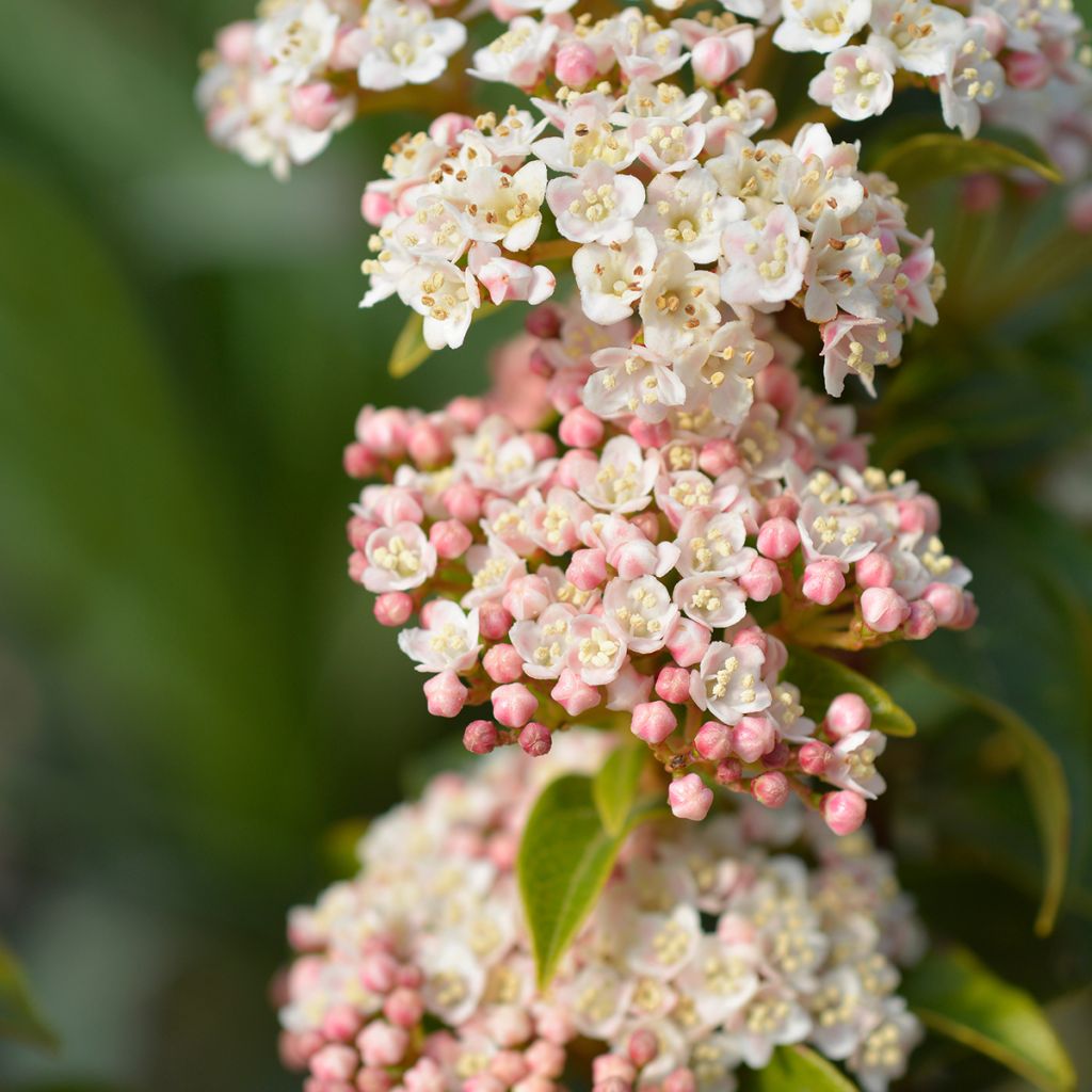 Viburnum tinus Eve Price - Lauriersneeuwbal