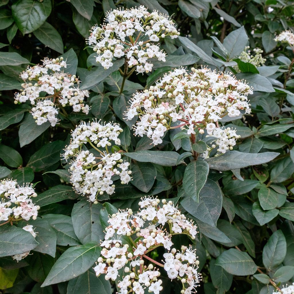 Viburnum tinus Eve Price - Lauriersneeuwbal