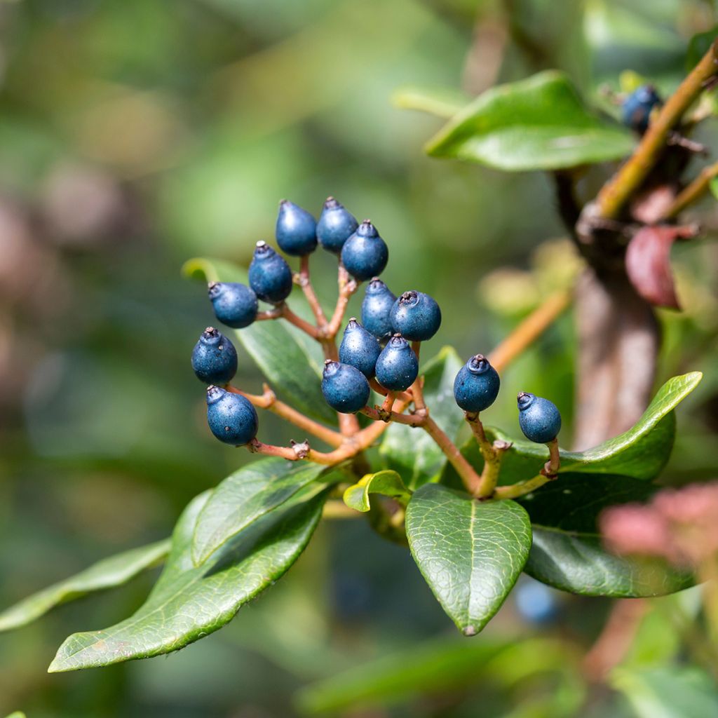 Viburnum tinus Eve Price - Lauriersneeuwbal