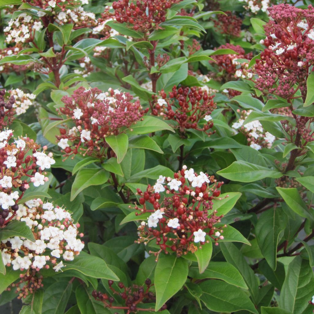Viburnum tinus Lisarose - Lauriersneeuwbal
