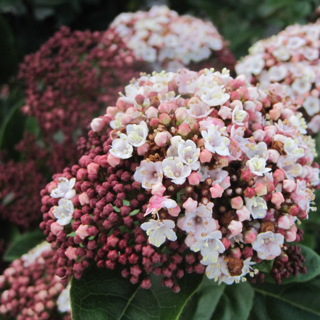 Viburnum tinus Lisarose - Lauriersneeuwbal