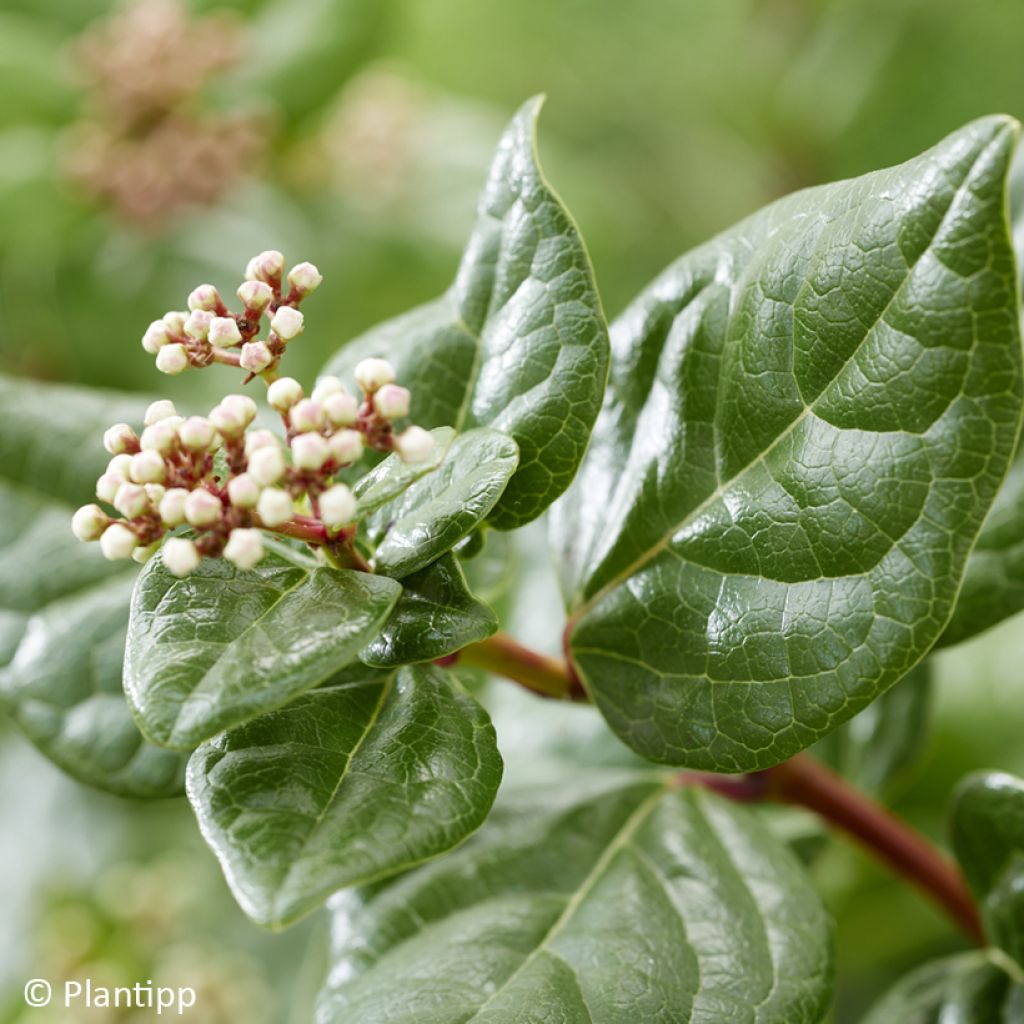 Viburnum tinus Rockn Rolla - Lauriersneeuwbal