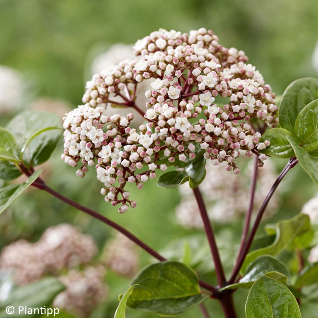 Viburnum tinus Rockn Rolla - Lauriersneeuwbal