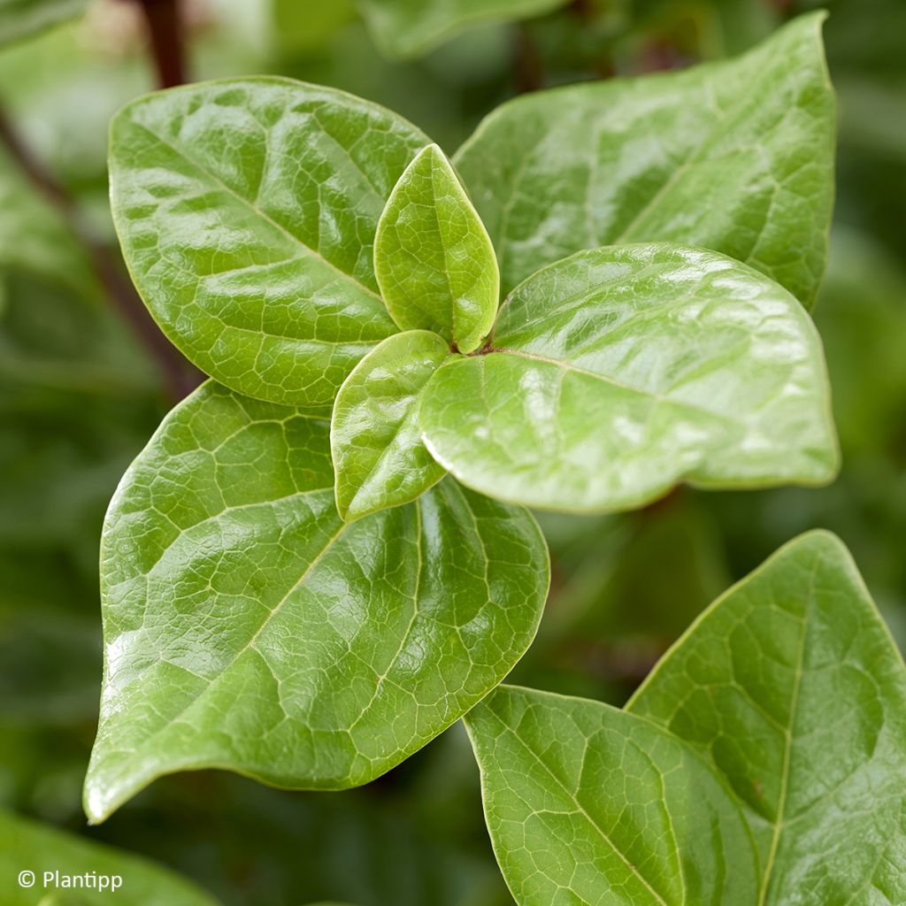 Viburnum tinus Rockn Rolla - Lauriersneeuwbal