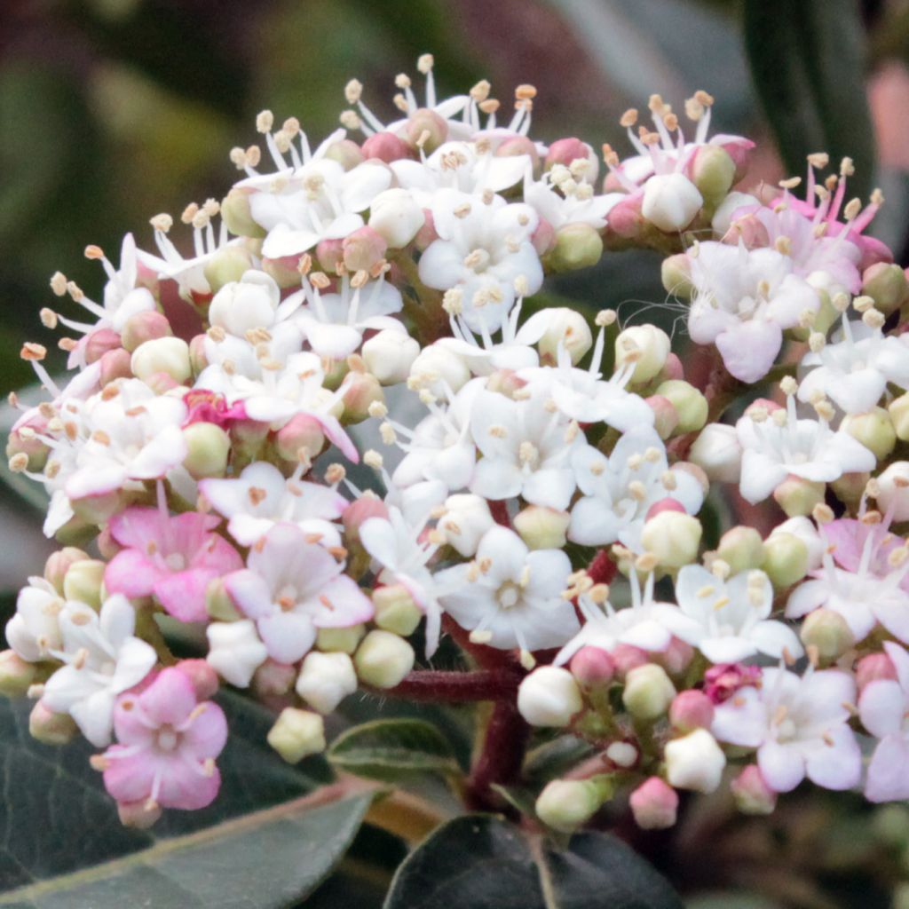 Viburnum tinus Spirit - Lauriersneeuwbal