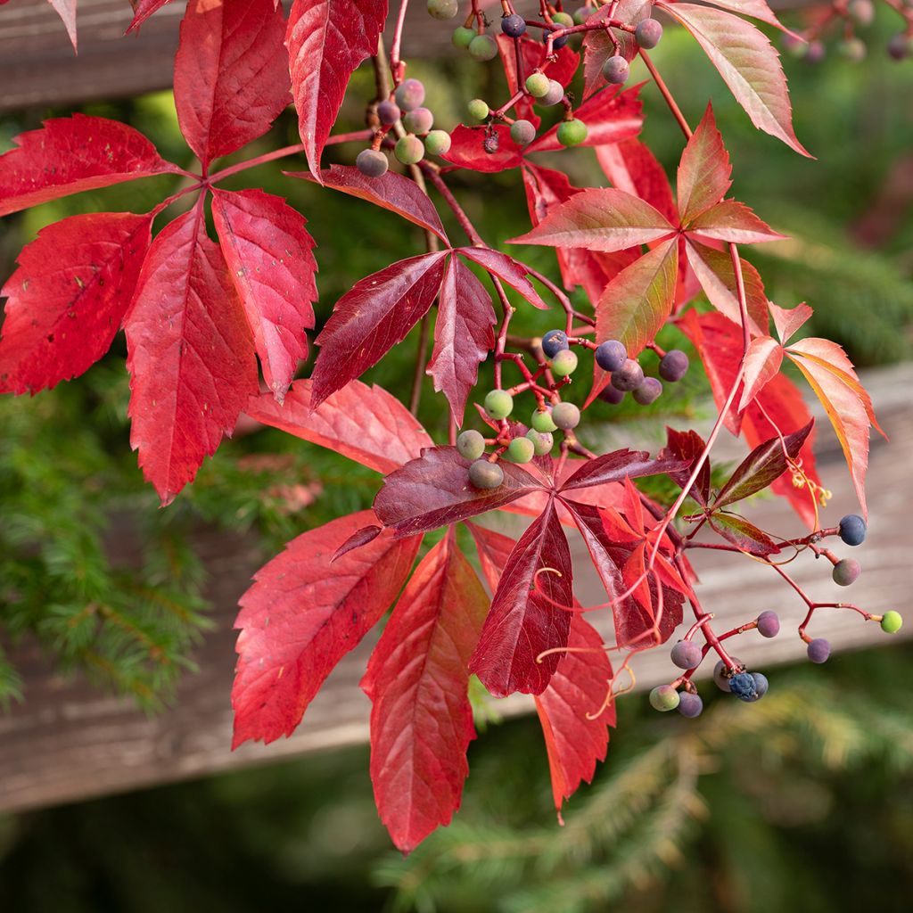 Parthenocissus viteacea - Valse wingerd