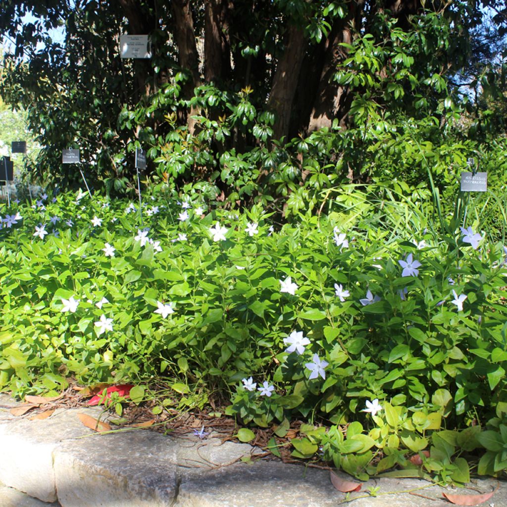 Vinca major - Grote maagdenpalm