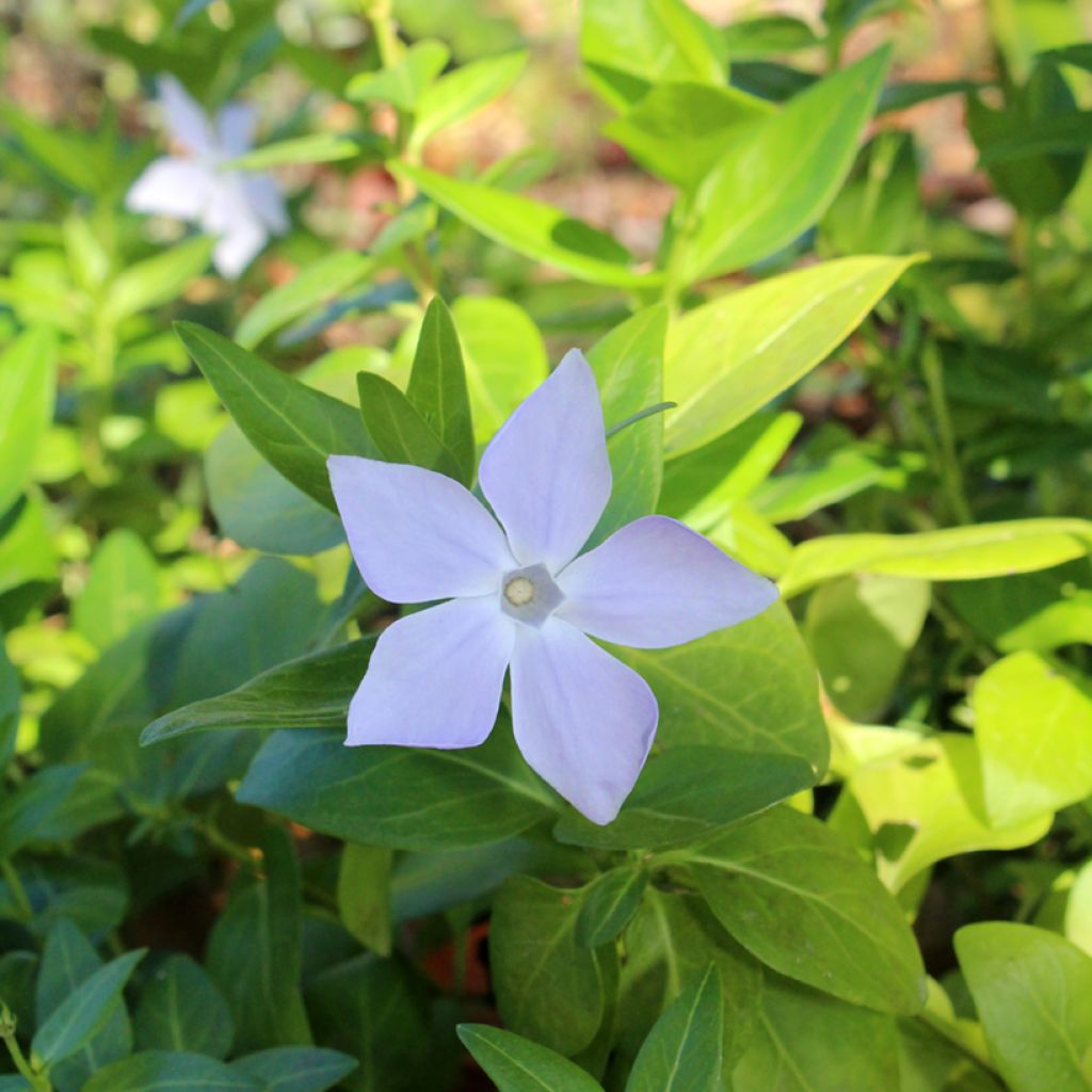 Vinca major - Grote maagdenpalm