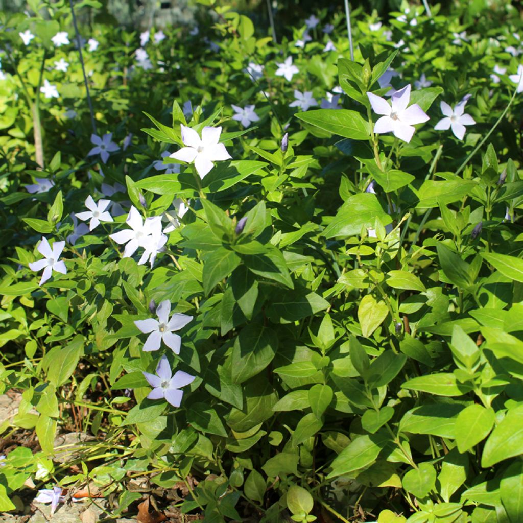 Vinca major - Grote maagdenpalm