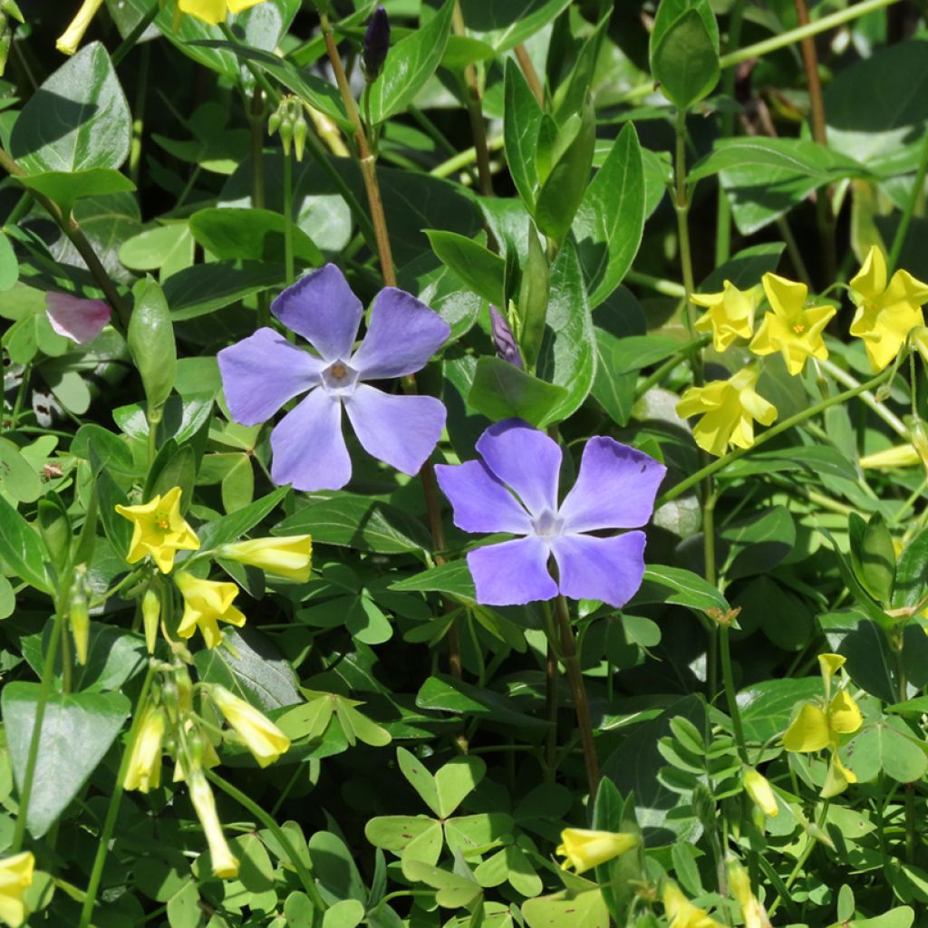 Vinca major - Grote maagdenpalm