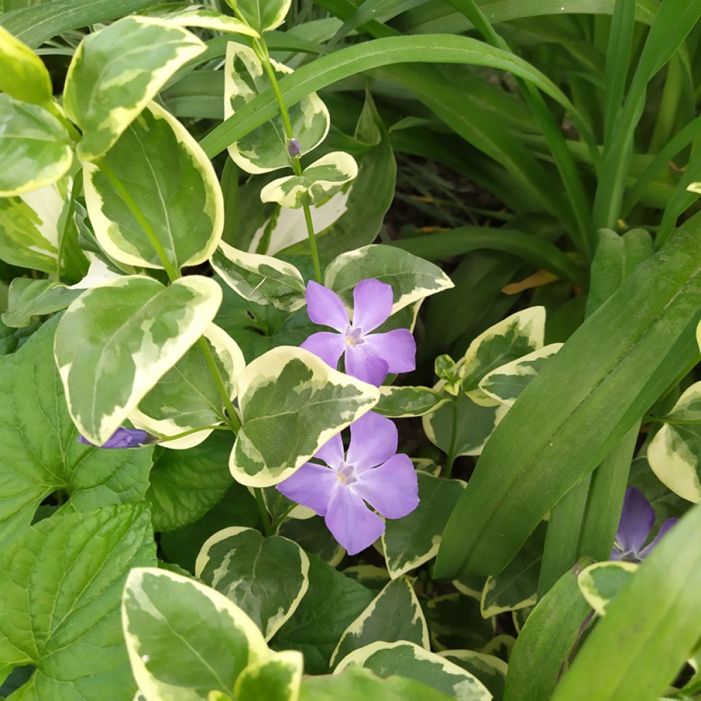 Vinca major Variegata - Grote maagdenpalm