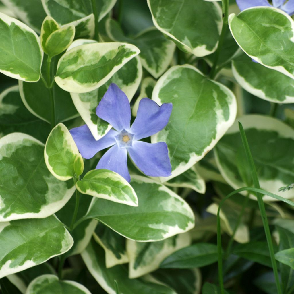 Vinca major Variegata - Grote maagdenpalm