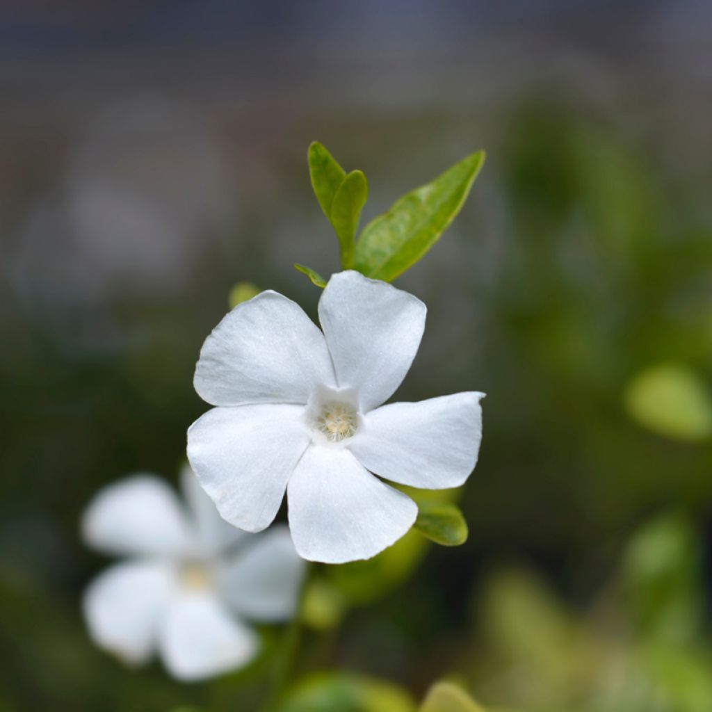 Vinca minor Elisa - Kleine maagdenpalm