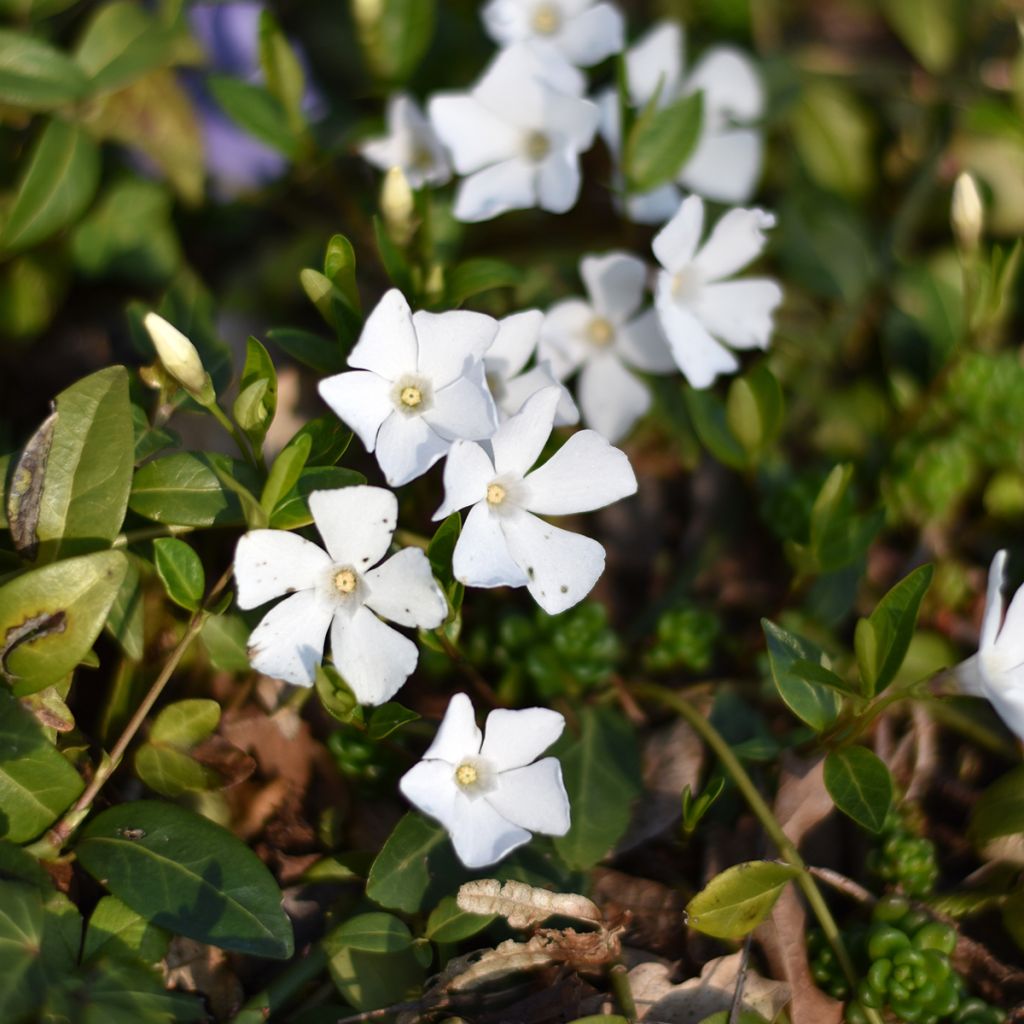 Vinca minor Alba - Kleine maagdenpalm