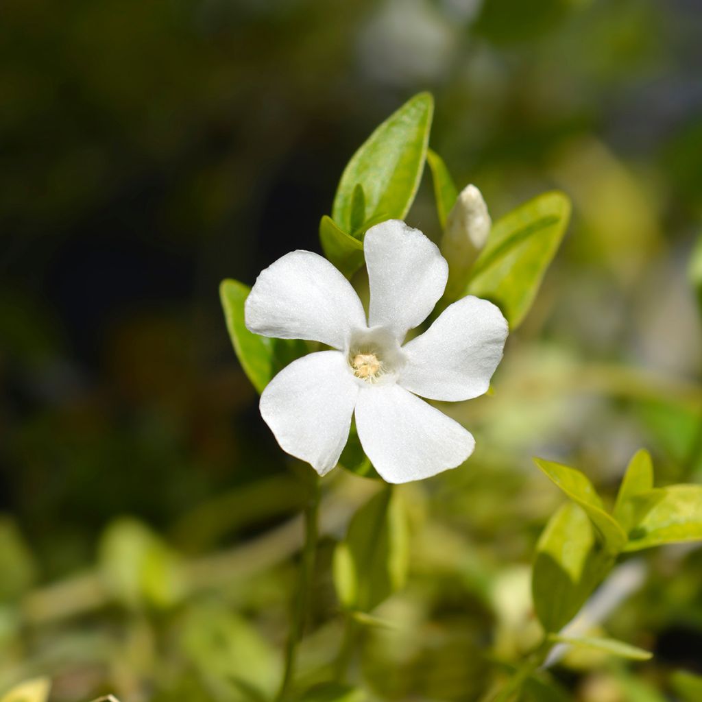 Vinca minor Alba - Kleine maagdenpalm