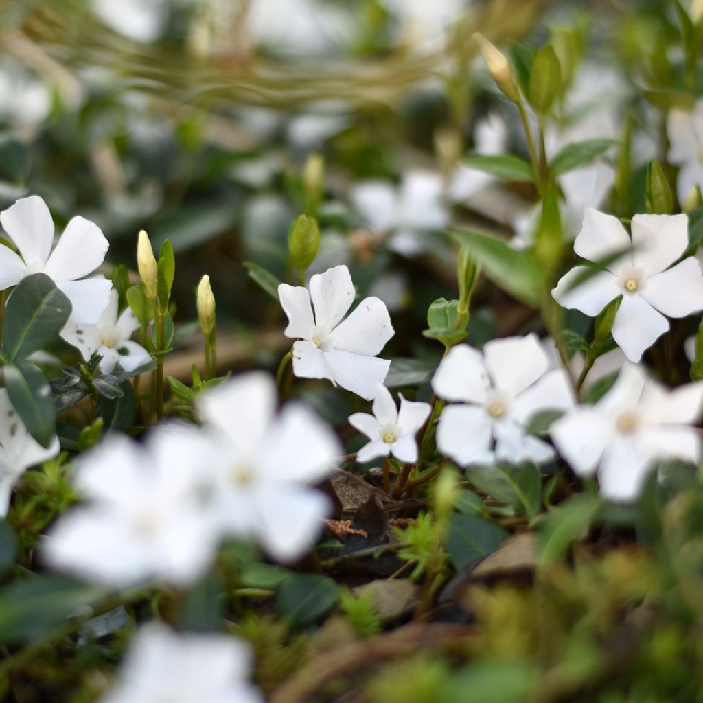 Vinca minor Alba - Kleine maagdenpalm