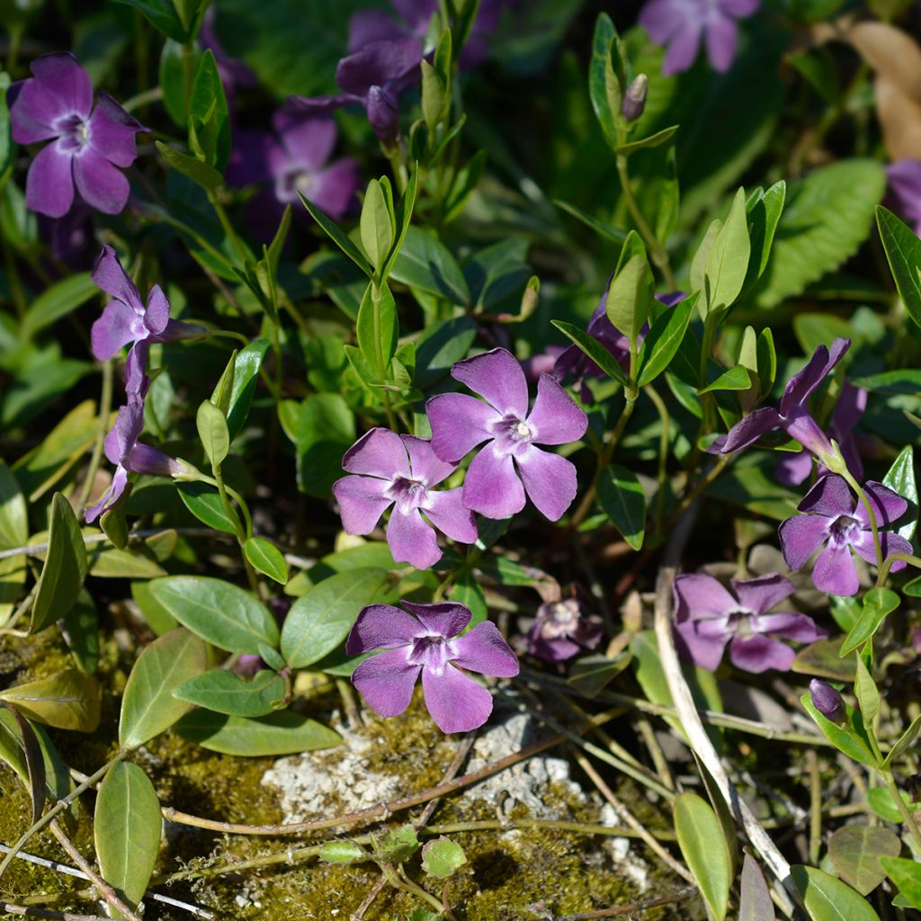 Vinca minor Atropurpurea - Kleine maagdenpalm
