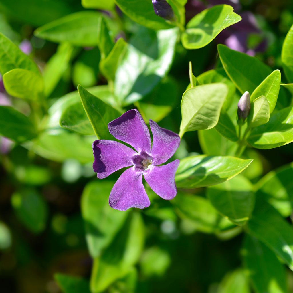 Vinca minor Atropurpurea - Kleine maagdenpalm
