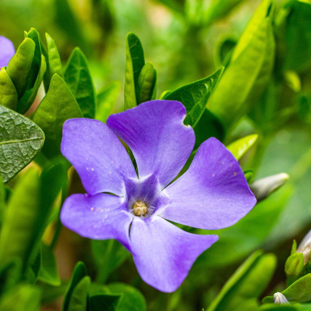 Vinca minor - Kleine maagdenpalm