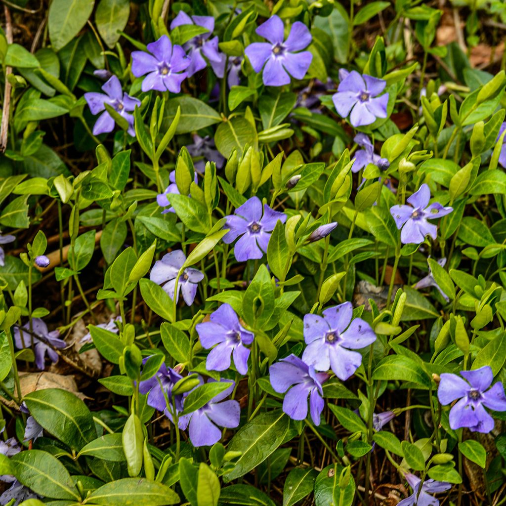 Vinca minor - Kleine maagdenpalm