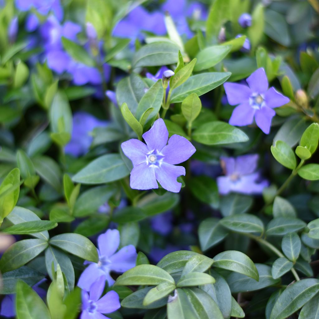 Vinca minor - Kleine maagdenpalm