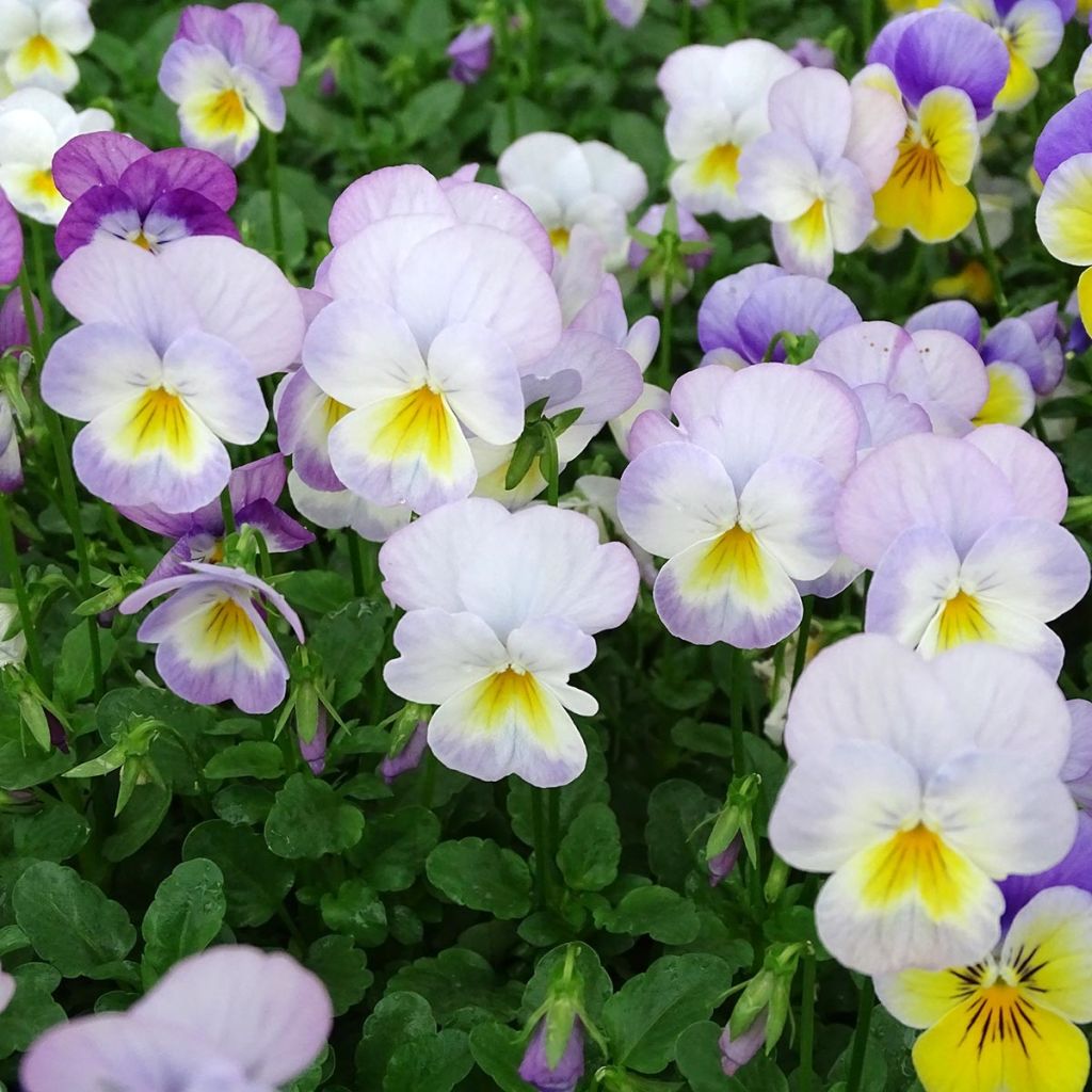 Viola cornuta Floral Power Soft Pink - Hoornviooltje