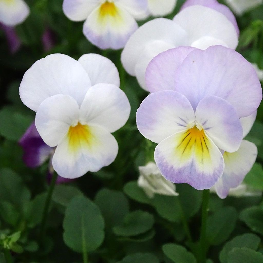 Viola cornuta Floral Power Soft Pink - Hoornviooltje