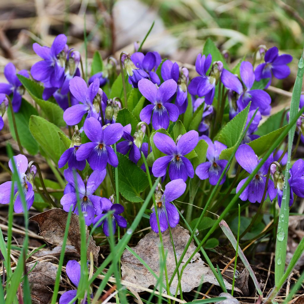 Viola odorata - Geurviooltje