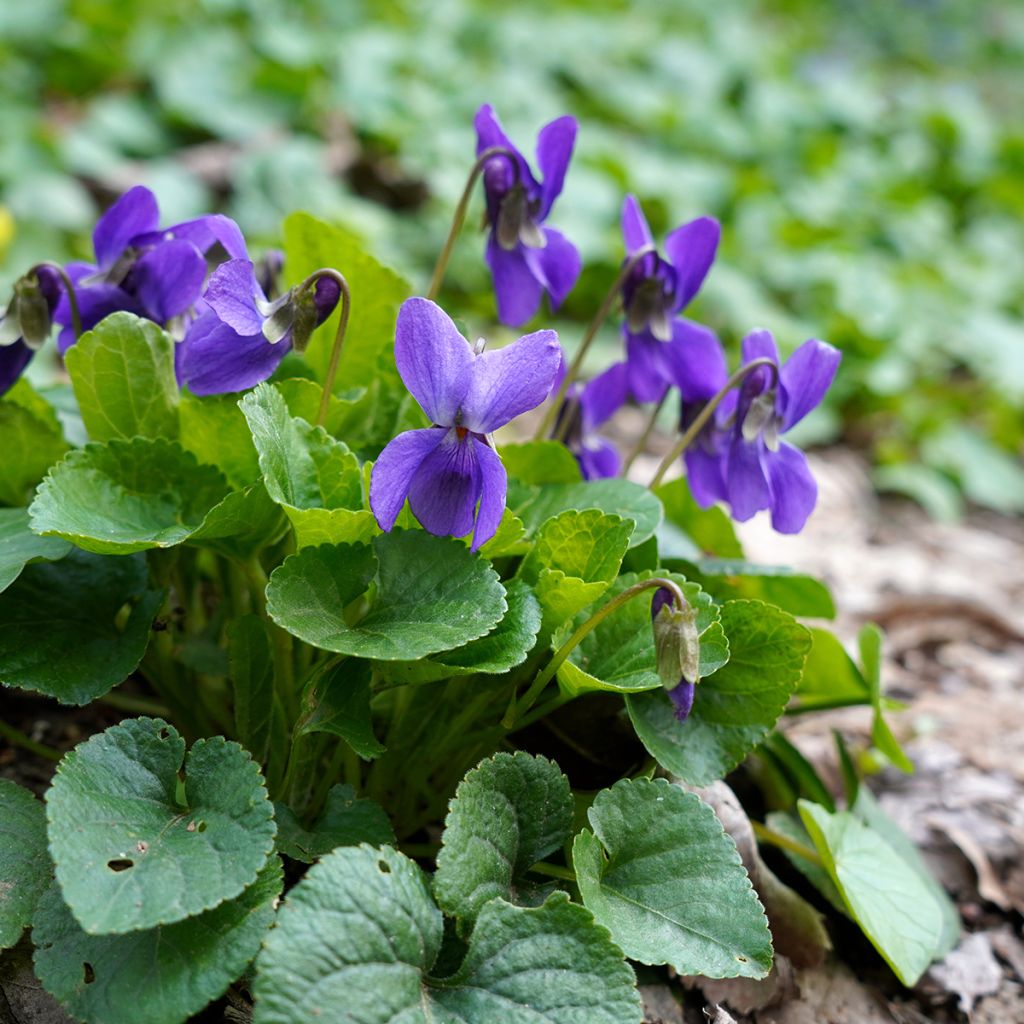 Viola odorata - Geurviooltje